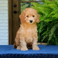 Nelson, a male Goldendoodle for sale in Narvon, PA – 1 of 8