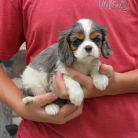 Jaxon, a male Cavalier King Charles Spaniel for sale in Narvon, PA – 5 of 7