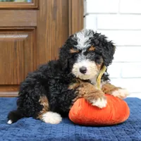 Shadow, a male Miniature Bernedoodle for sale in Narvon, PA – 6 of 9