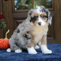 Gigi, a female Bernedoodle for sale in Narvon, PA – 3 of 9