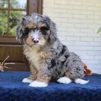 Duke, a male Bernedoodle for sale in Narvon, PA – 3 of 8