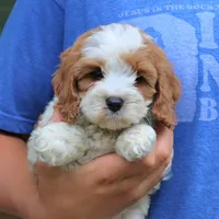 Callie, a female Cavapoo for sale in Narvon, PA – 5 of 7