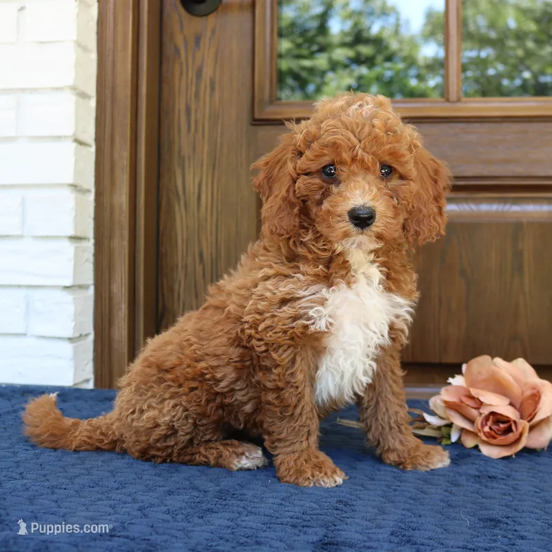 Steve – Goldendoodle puppy for sale in Narvon, PA