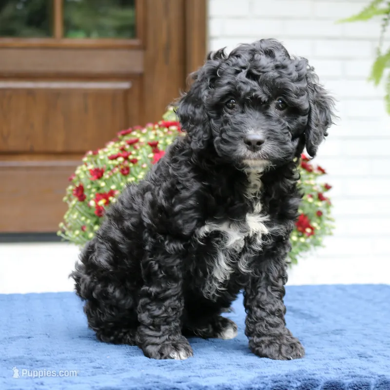 Scout – Cavapoo puppy for sale in Narvon, PA