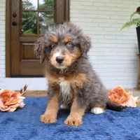 Kenzie, a female Bernedoodle for sale in Narvon, PA – 2 of 6