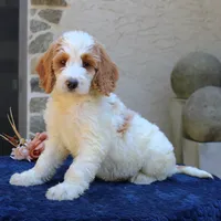 Sasha, a female Goldendoodle for sale in Narvon, PA – 2 of 10