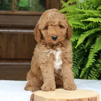 Winston, a male Miniature Goldendoodle for sale in Narvon, PA – 7 of 7