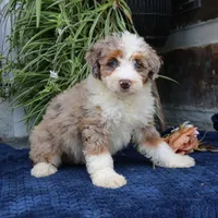 Penny, a female Miniature Bernedoodle for sale in Narvon, PA – 8 of 9