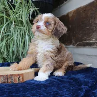 Kirby, a male Cavapoo for sale in Narvon, PA – 2 of 10