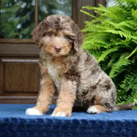 Rosie, a female Bernedoodle for sale in Narvon, PA – 9 of 10