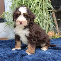 Paisley, a female Miniature Bernedoodle for sale in Narvon, PA – 7 of 7