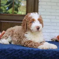 Bella, a female Bernedoodle for sale in Narvon, PA – 7 of 9