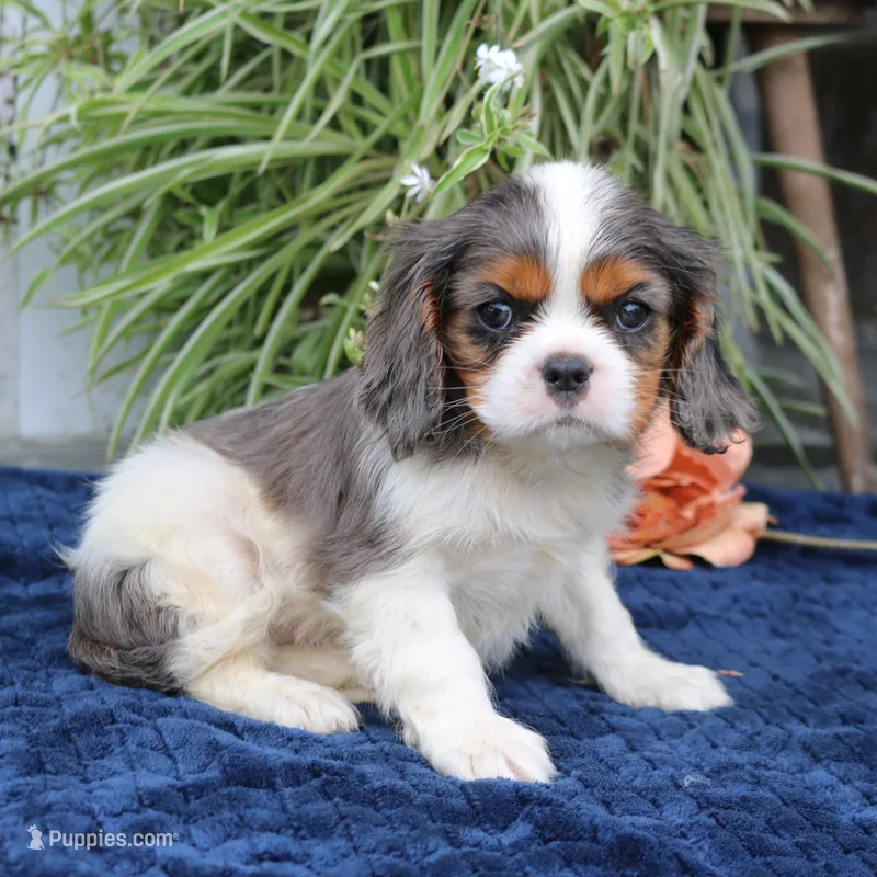 Jaxon – Cavalier King Charles Spaniel puppy for sale in Narvon, PA