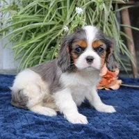 Jaxon, a male Cavalier King Charles Spaniel for sale in Narvon, PA – 1 of 7