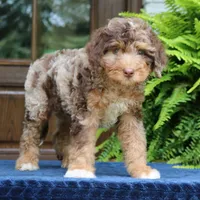 Rosie, a female Bernedoodle for sale in Narvon, PA – 7 of 10