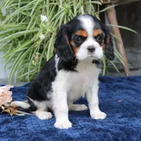 Java, a female Cavalier King Charles Spaniel for sale in Narvon, PA – 2 of 9