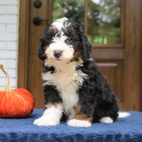 Panda, a male Miniature Bernedoodle for sale in Narvon, PA – 10 of 10