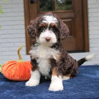 Millie, a female Miniature Bernedoodle for sale in Narvon, PA – 7 of 10