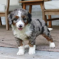 Kona, a female Bernedoodle for sale in Narvon, PA – 6 of 6