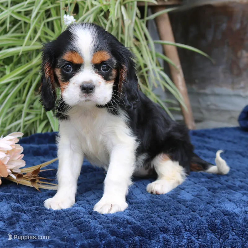Java – Cavalier King Charles Spaniel puppy for sale in Narvon, PA