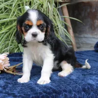 Java, a female Cavalier King Charles Spaniel for sale in Narvon, PA – 1 of 9