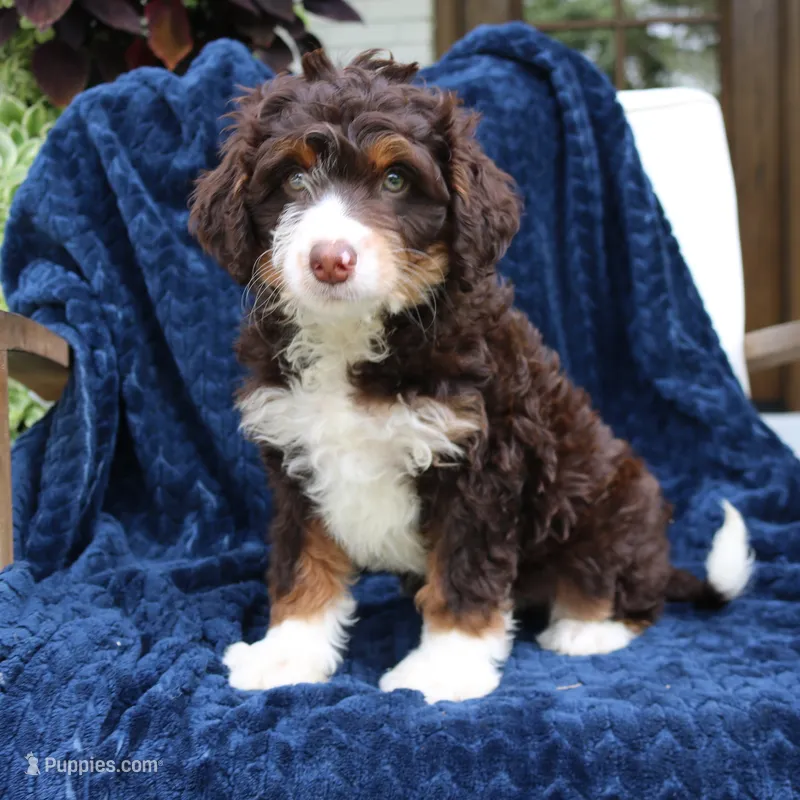 Duke – Miniature Bernedoodle puppy for sale in Narvon, PA