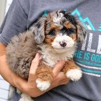 Lexi, a female Bernedoodle for sale in Narvon, PA – 6 of 9