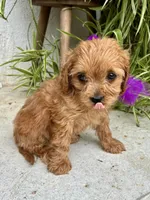 Malia, a female Cavapoo for sale in Narvon, PA – 2 of 3