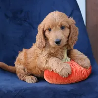 Luna, a female Miniature Goldendoodle for sale in Narvon, PA – 5 of 6