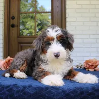 Bruno, a male Bernedoodle for sale in Narvon, PA – 3 of 6