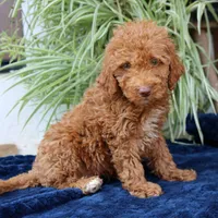 Harvey, a male Goldendoodle for sale in Narvon, PA – 4 of 4