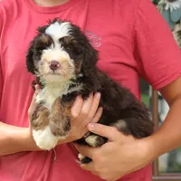 Paisley, a female Miniature Bernedoodle for sale in Narvon, PA – 5 of 7
