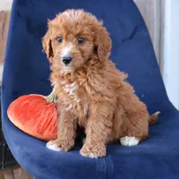 Sasha, a female Miniature Goldendoodle for sale in Narvon, PA – 4 of 6