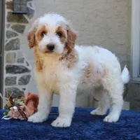 Dustin, a male Goldendoodle for sale in Narvon, PA – 7 of 7