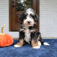 Paisley, a female Miniature Bernedoodle for sale in Narvon, PA – 5 of 6