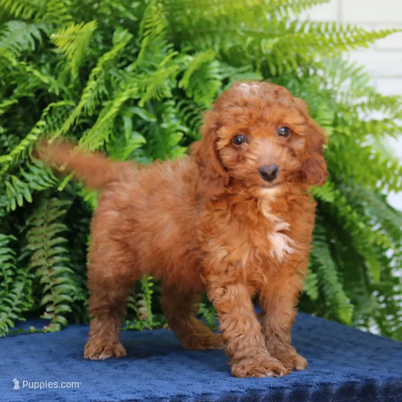 Nixon – Goldendoodle puppy for sale in Narvon, PA