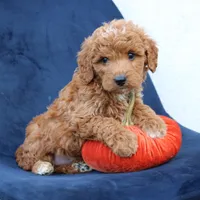 Legend, a male Miniature Goldendoodle for sale in Narvon, PA – 4 of 7