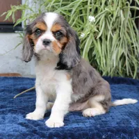 Juno, a male Cavalier King Charles Spaniel for sale in Narvon, PA – 1 of 10