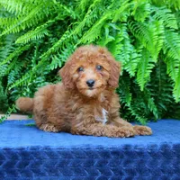 Nala, a female Goldendoodle for sale in Narvon, PA – 9 of 9