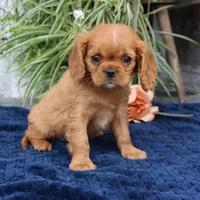 Jordan, a male Cavalier King Charles Spaniel for sale in Narvon, PA – 2 of 6