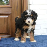 Shadow, a male Miniature Bernedoodle for sale in Narvon, PA – 4 of 9