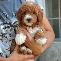 Dakota, a female Goldendoodle for sale in Narvon, PA – 3 of 5