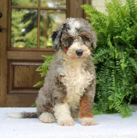 Bentley, a male Bernedoodle for sale in Narvon, PA – 7 of 10