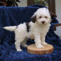 Daisy, a female Bernedoodle for sale in Narvon, PA – 6 of 6