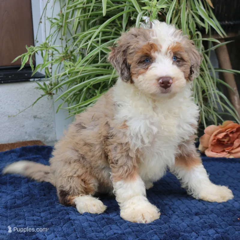 Penny – Miniature Bernedoodle puppy for sale in Narvon, PA