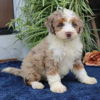 Penny, a female Miniature Bernedoodle for sale in Narvon, PA – 1 of 9