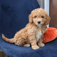 Layla, a female Miniature Goldendoodle for sale in Narvon, PA – 6 of 6