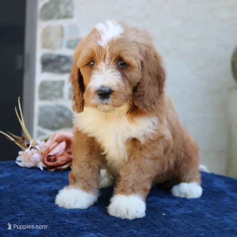 Shadow – Goldendoodle puppy for sale in Narvon, PA