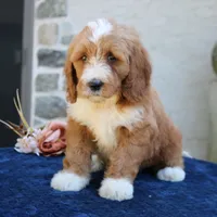 Shadow, a male Goldendoodle for sale in Narvon, PA – 1 of 10