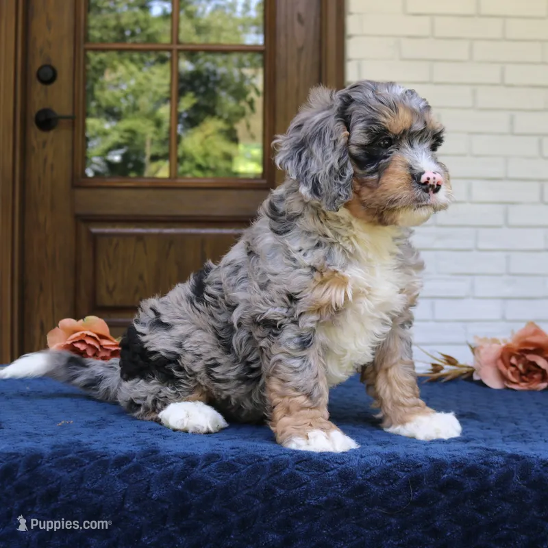 Duke – Bernedoodle puppy for sale in Narvon, PA